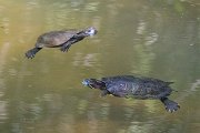DPPhotography - Lesvos - Red-eared slider - A