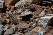 DPPhotography - Lesvos - Snake-eyed lizard - C