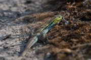 DPPhotography - Lesvos - Snake-eyed lizard - G