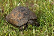 DPPhotography - Lesvos - Spur-thighed tortoise - A