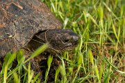 DPPhotography - Lesvos - Spur-thighed tortoise - D