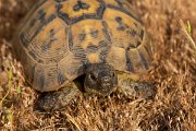 DPPhotography - Lesvos - Spur-thighed tortoise - F