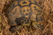 DPPhotography - Lesvos - Spur-thighed tortoise - G