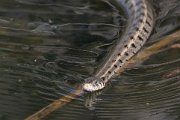 Reptiles