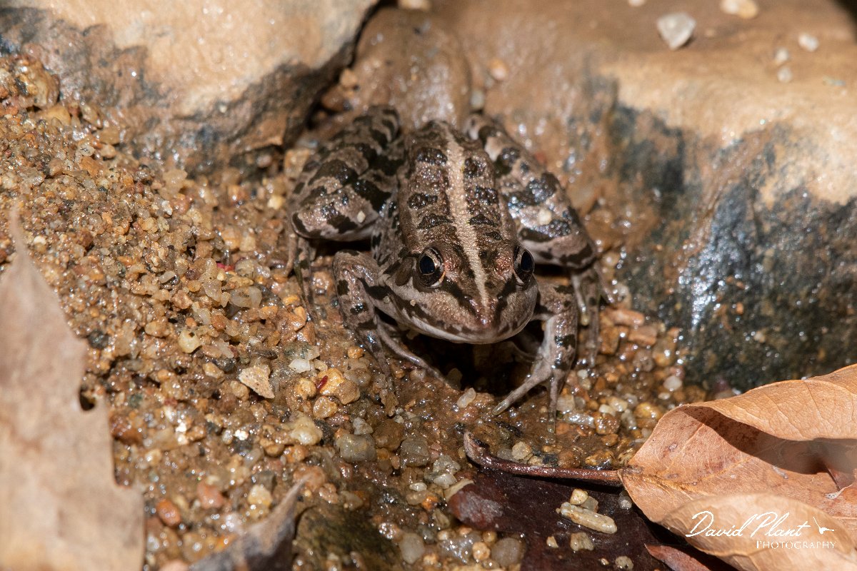 DPPhotography - Northern Greece - Marsh frog - C.jpg - Marsh frog - Lake Kerkini, Greece