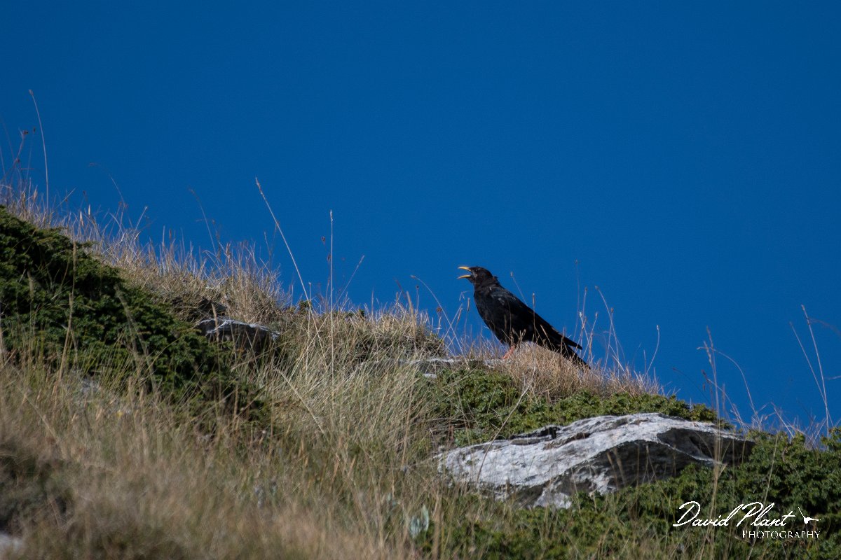 DPPhotography - Northern Greece - Alpine chough - B.jpg - Alpine chough - Mount Pangeo, Greece