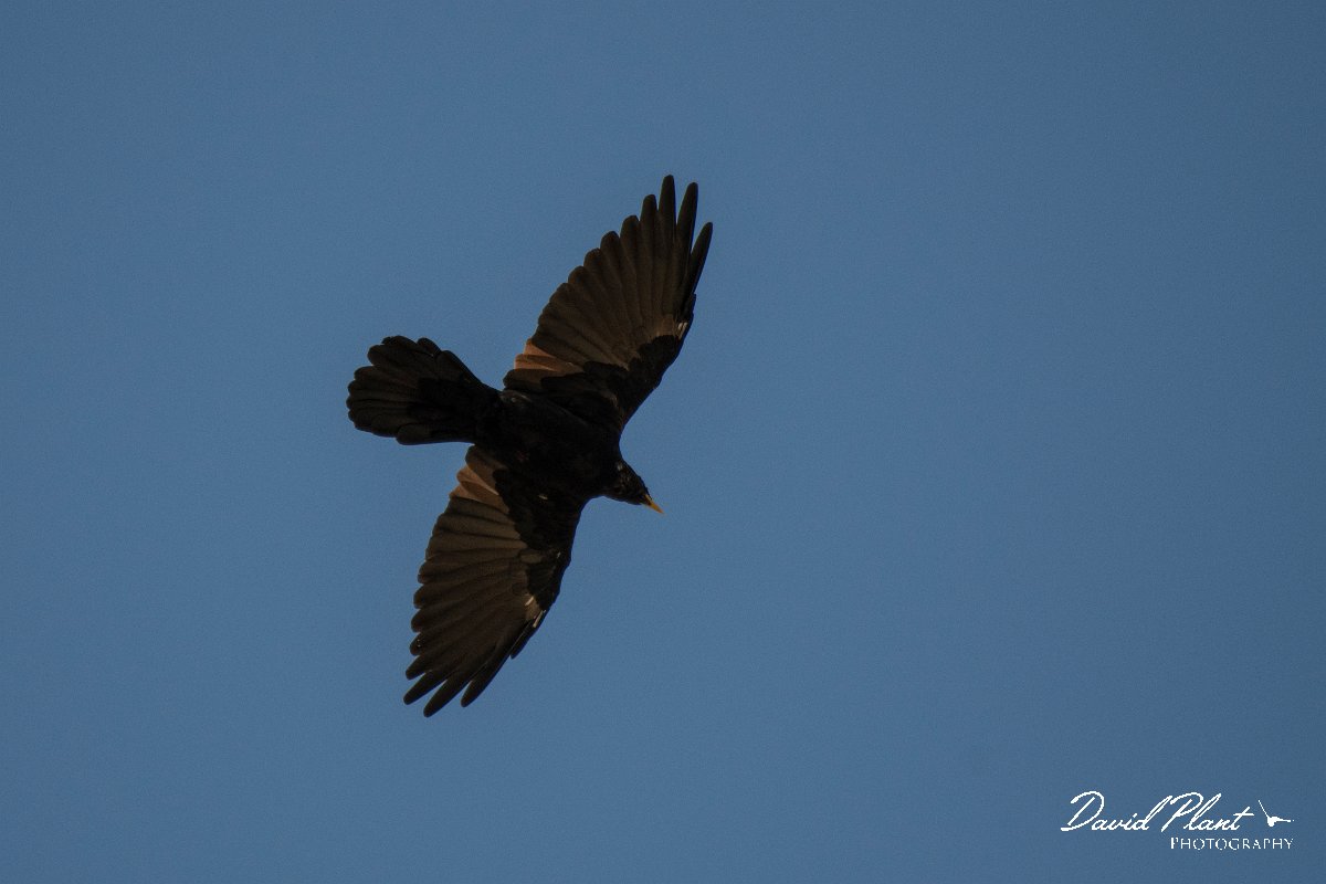 DPPhotography - Northern Greece - Alpine chough - E.jpg - Alpine chough - Mount Pangeo, Greece