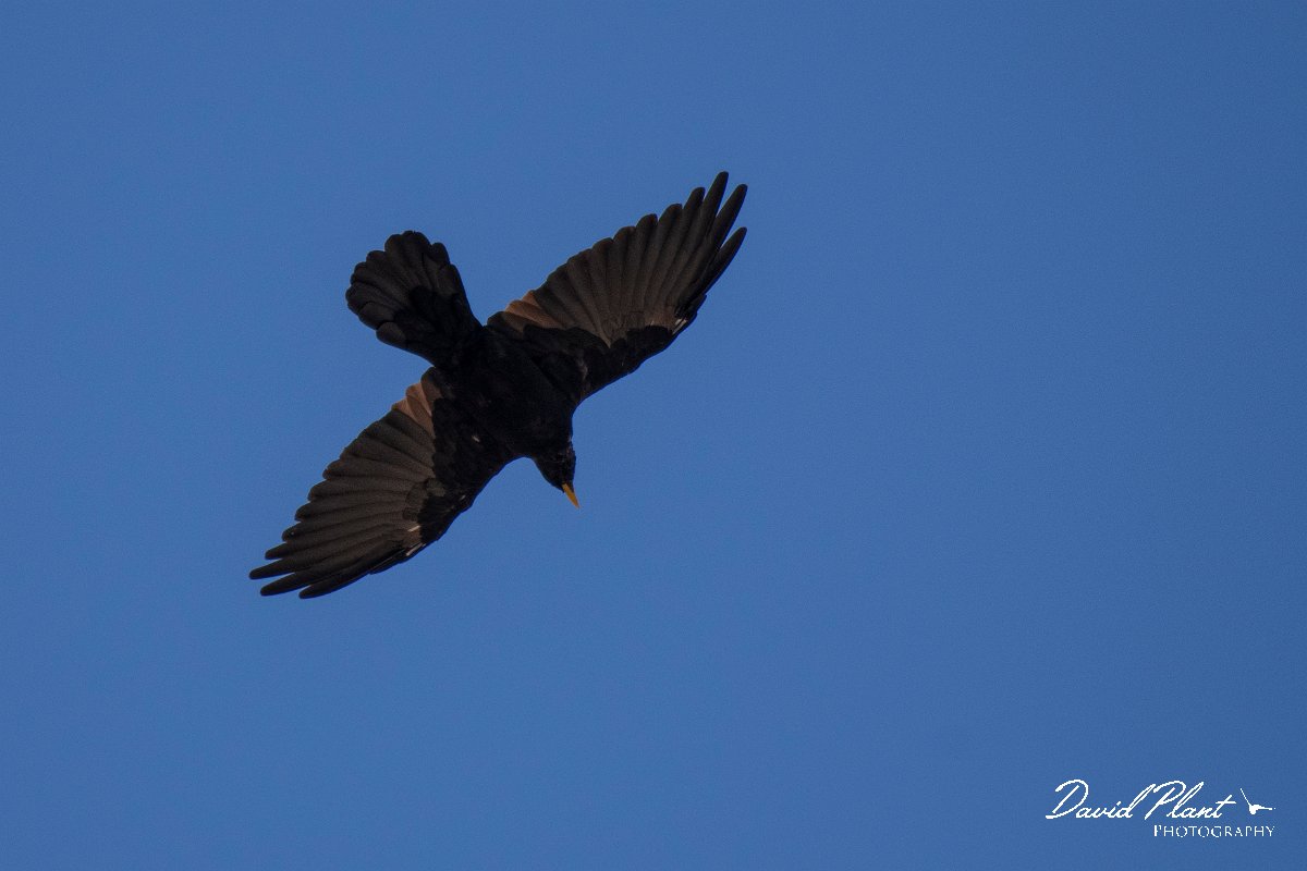 DPPhotography - Northern Greece - Alpine chough - F.jpg - Alpine chough - Mount Pangeo, Greece