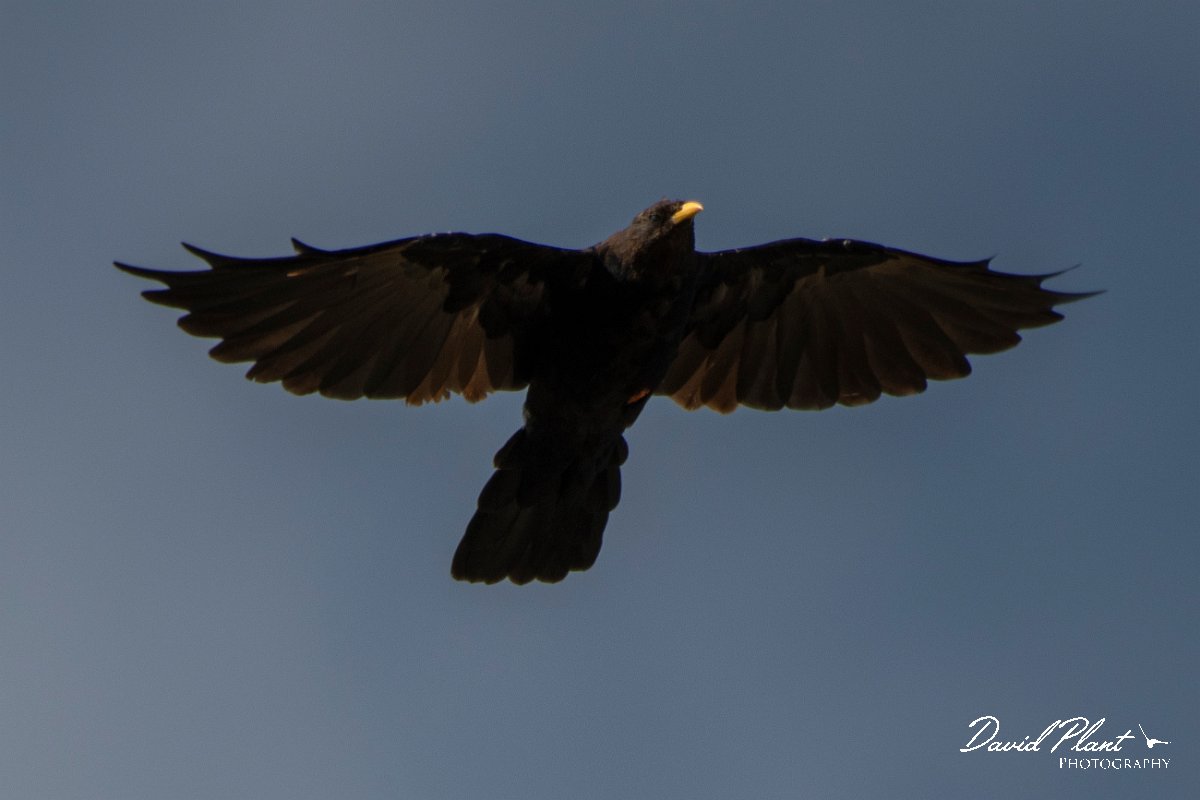 DPPhotography - Northern Greece - Alpine chough - J.jpg - Alpine chough - Mount Pangeo, Greece