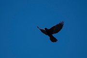 DPPhotography - Northern Greece - Alpine chough - C