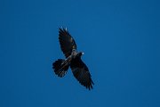 DPPhotography - Northern Greece - Alpine chough - D