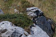 DPPhotography - Northern Greece - Alpine chough - G