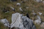 DPPhotography - Northern Greece - Alpine chough - H