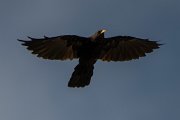 DPPhotography - Northern Greece - Alpine chough - J
