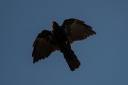 DPPhotography - Northern Greece - Alpine chough - K