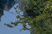 DPPhotography - Northern Greece - Black-crowned night-heron - F