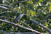 DPPhotography - Northern Greece - Black-crowned night-heron - G