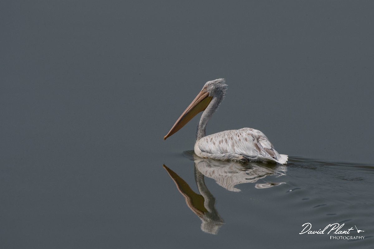 DPPhotography - Northern Greece - Dalmatian pelican - A.jpg - Dalmation pelican - Lake Kerkini, Greece