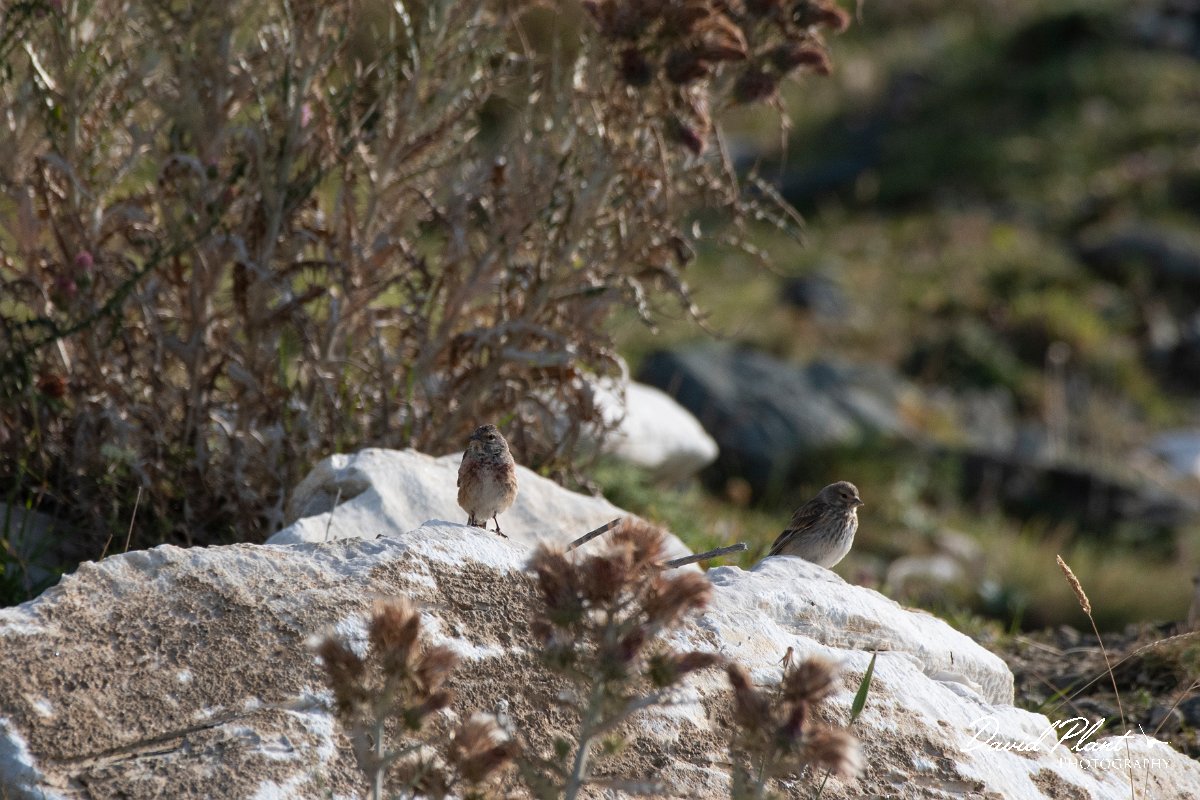DPPhotography - Northern Greece - Eurasian linnet - A.jpg - Eurasian linnet - Mount Pangeo, Greece