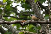 DPPhotography - Northern Greece - Eurasian nuthatch - A