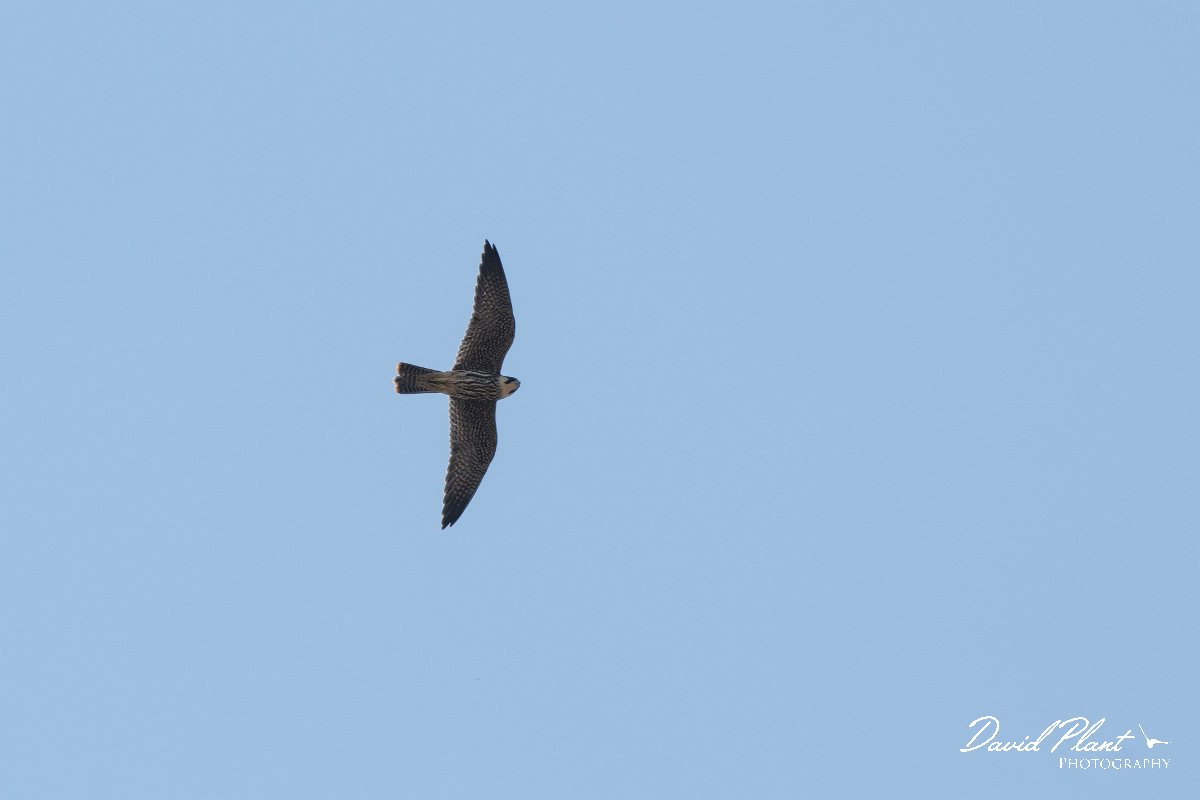 DPPhotography - Northern Greece - European hobby - C.jpg - European hobby - Lake Kerkini, Greece