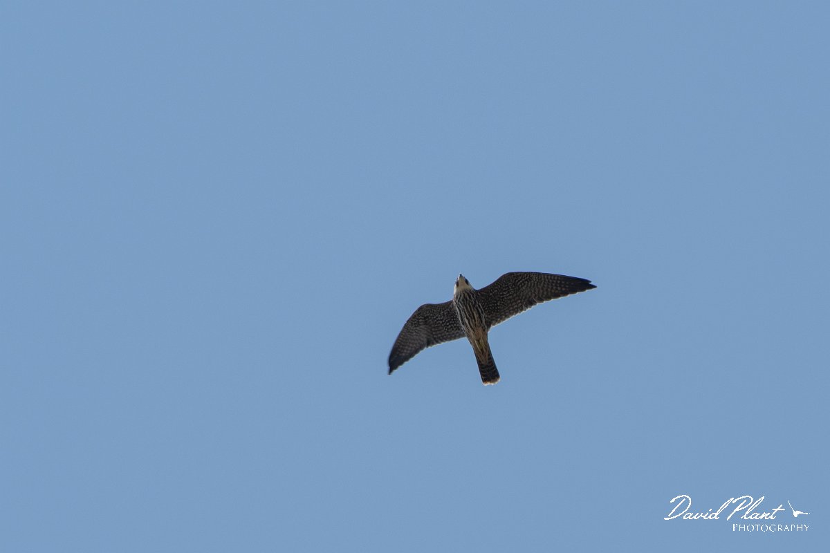 DPPhotography - Northern Greece - European hobby - D.jpg - European hobby - Lake Kerkini, Greece