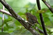 DPPhotography - Northern Greece - European robin - A
