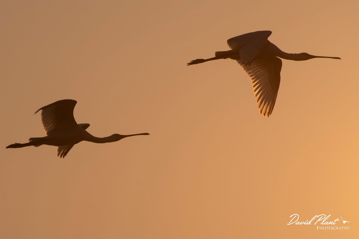 DPPhotography - Northern Greece - European spoonbill - C.jpg - European spoonbill - Lake Kerkini, Greece