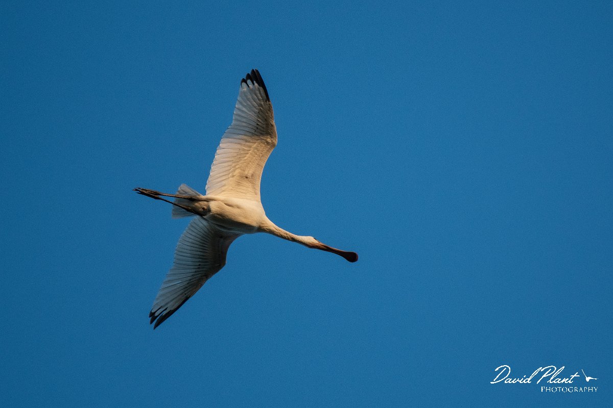DPPhotography - Northern Greece - European spoonbill - J.jpg - European spoonbill - Lake Kerkini, Greece