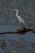 DPPhotography - Northern Greece - Grey heron - A