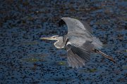 DPPhotography - Northern Greece - Grey heron - C
