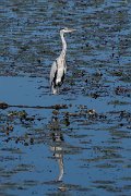 DPPhotography - Northern Greece - Grey heron - D