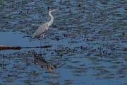 DPPhotography - Northern Greece - Grey heron - E