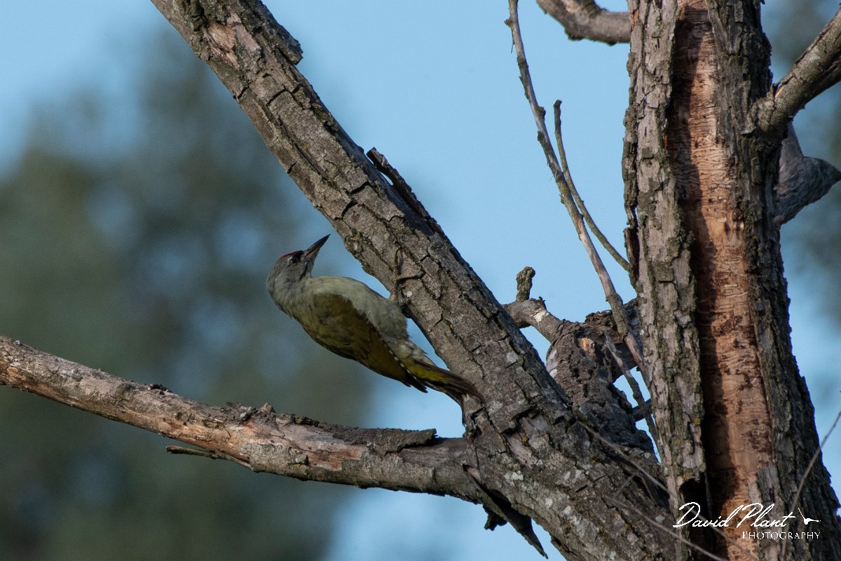 DPPhotography - Northern Greece - Grey-headed woodpecker - A.jpg - Grey-headed woodpecker - Lake Kerkini, Greece