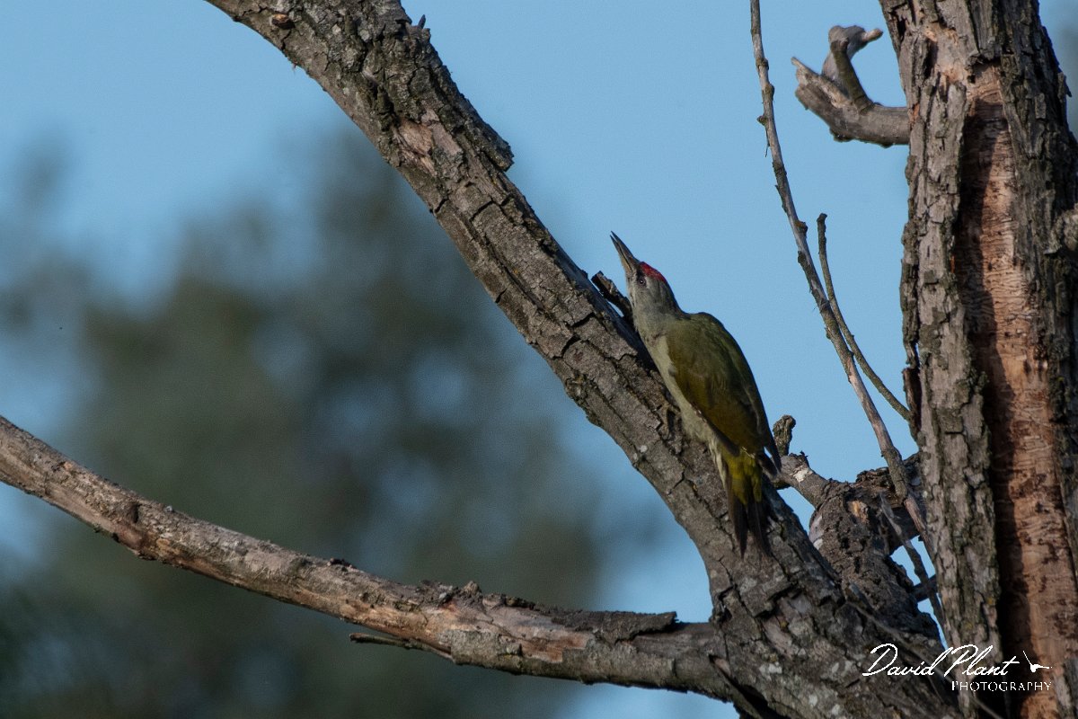 DPPhotography - Northern Greece - Grey-headed woodpecker - B.jpg - Grey-headed woodpecker - Lake Kerkini, Greece