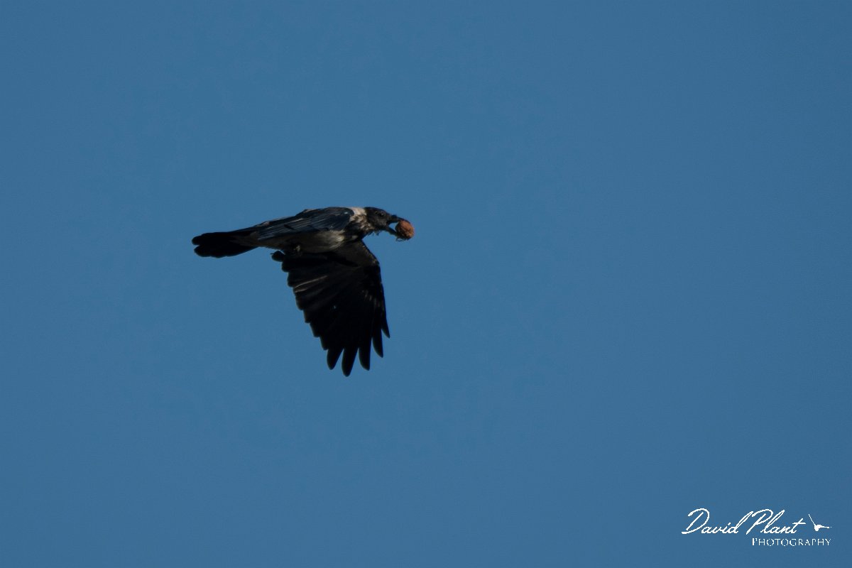 DPPhotography - Northern Greece - Hooded crow - B.jpg - Hooded crow - Lake Kerkini, Greece