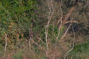 DPPhotography - Northern Greece - Lesser spotted eagle - C