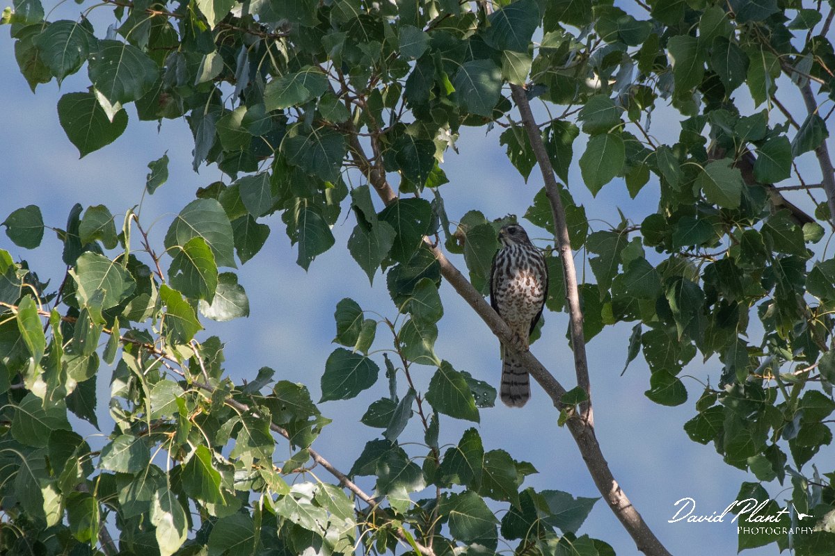DPPhotography - Northern Greece - Levant sparrowhawk - E.jpg - Levant sparrowhawk - Lake Kerkini, Greece