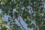 DPPhotography - Northern Greece - Levant sparrowhawk - F