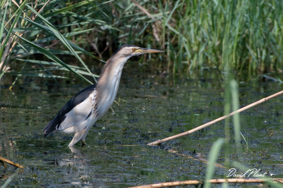 DPPhotography - Northern Greece - Little bittern - B.jpg - Little bittern, adult - Lake Kerkini, Greece