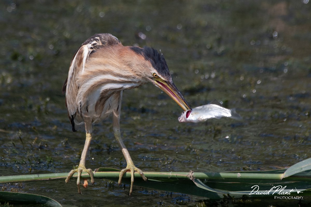 DPPhotography - Northern Greece - Little bittern - E.jpg - Little bittern, juvenile with fish - Lake Kerkini, Greece