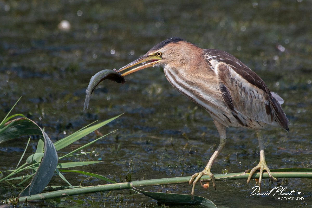 DPPhotography - Northern Greece - Little bittern - G.jpg - Little bittern, juvenile with fish - Lake Kerkini, Greece
