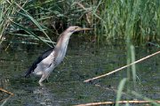 DPPhotography - Northern Greece - Little bittern - B