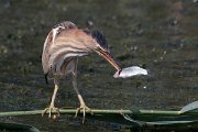 DPPhotography - Northern Greece - Little bittern - E
