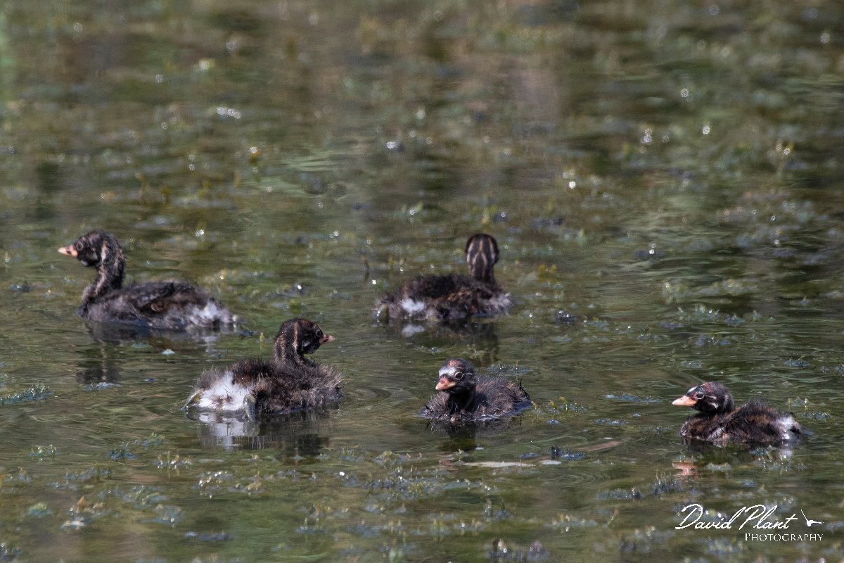 DPPhotography - Northern Greece - Little grebe - A.jpg - Little grebe - Lake Kerkini, Greece