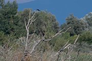 DPPhotography - Northern Greece - Magpie - A