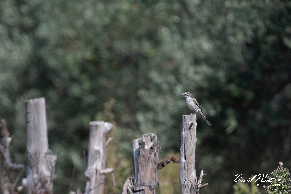DPPhotography - Northern Greece - Masked shrike - B.jpg - Masked shrike - Lake Kerkini, Greece