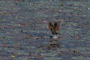 DPPhotography - Northern Greece - Moorhen - A