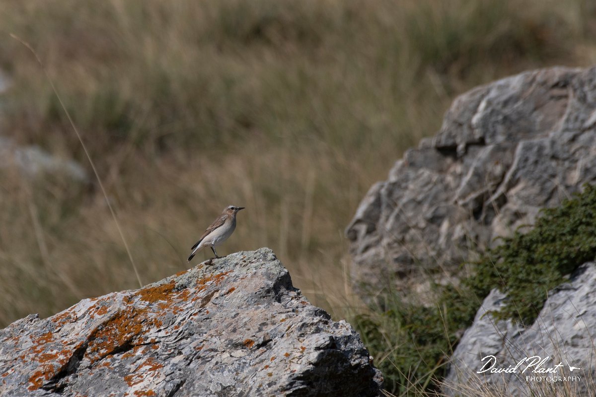 DPPhotography - Northern Greece - Northern wheatear - A.jpg - Northern wheatear - Mount Pangeo, Greece