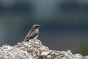 DPPhotography - Northern Greece - Northern wheatear - C